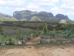 mogotes near vinales cuba