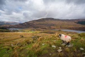 grassland around a mountain